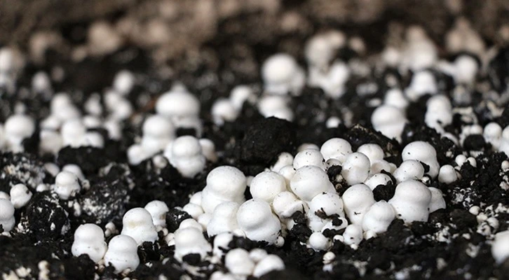 Hükümlüler KOP ile hükümsüz mantar yetiştirecek