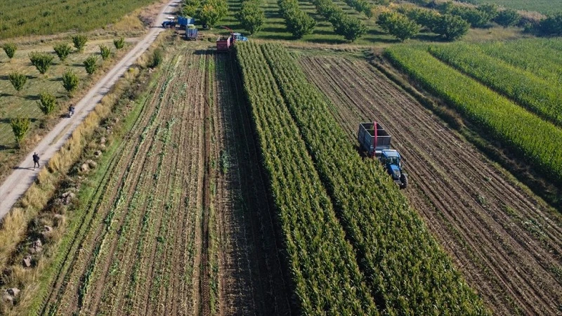 Iğdır'da silajlık mısır hasadı başladı
