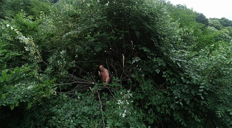 Ihlamurlar altında' mis kokulu hasat zamanı