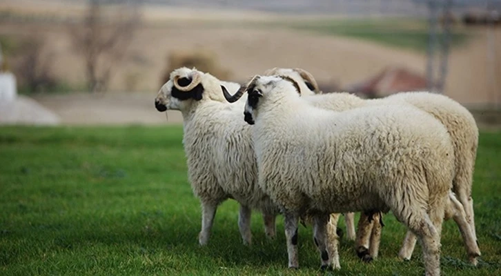 İlk 6 ayda toplam hayvancılık desteklemelerinin %79'u ödenmiş olacak