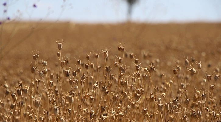 Isparta'da deneme amaçlı ekilen çörek otundan 101 ton rekolte alındı