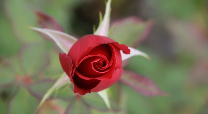 Isparta’da kesme gül seraları gelişiyor