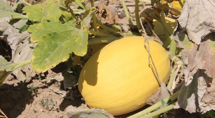 Konya'da merak üzerine tarlasına ekti! Büyük bir gelir kaynağı oldu