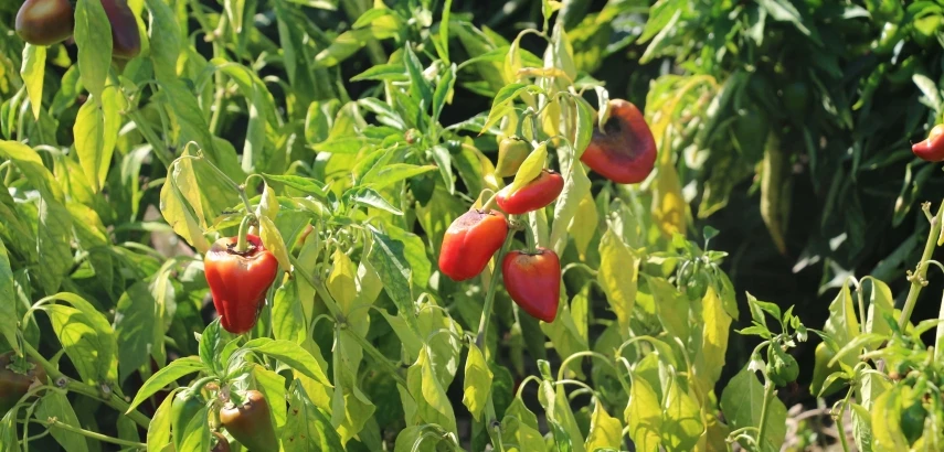  Urfa İsotuna rakip çıktı: Arslanlar Biberi