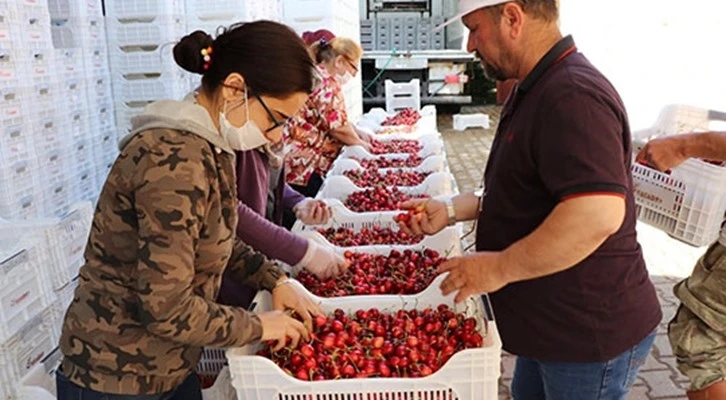 İzmir Tarım Kredi'den ihracatlık kiraz alımı 