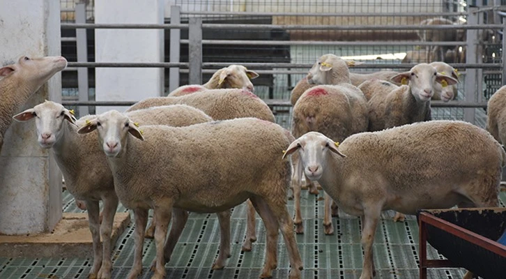 Kadın girişimci devlet desteğiyle koyun çiftliği kurdu