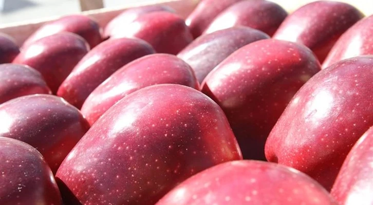 Kahramanmaraş Göksun elmasında 53 bin ton rekolte bekleniyor