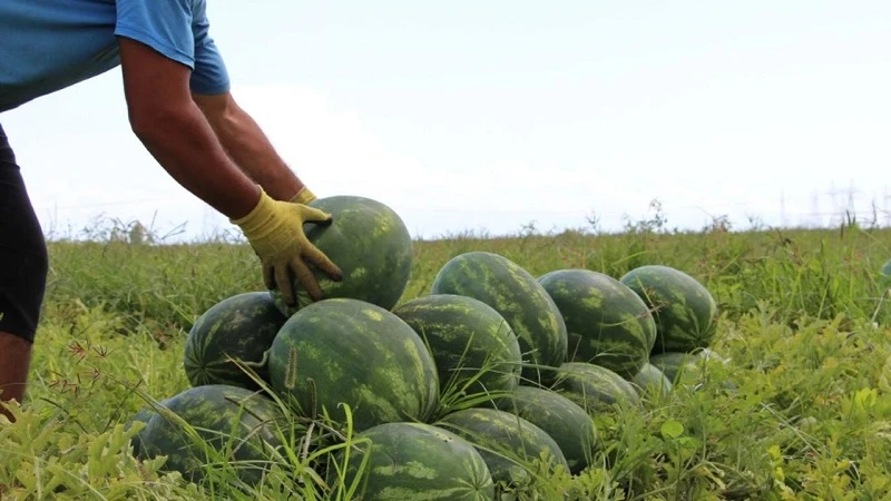 Karpuz, depremzede çiftçinin yüzünü güldürdü