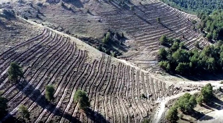 Kars'ta 20 hektarlık alanda oluşturulan "bal ormanı" arıcıların yüzünü güldürecek