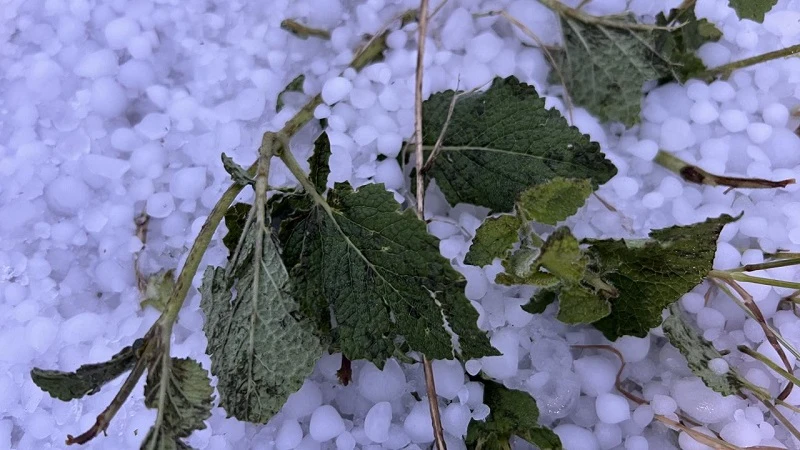 Kars’ta etkili olan dolu tarım arazilerine zarar verdi