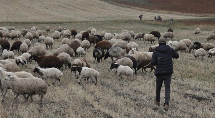 Kars'ta kar olmayınca hayvanlar meralara salındı