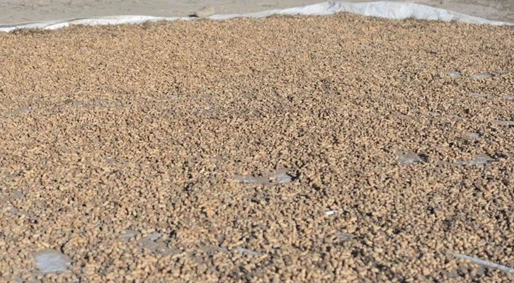 Kayseri'de bir ilk: yer fıstığı üretildi