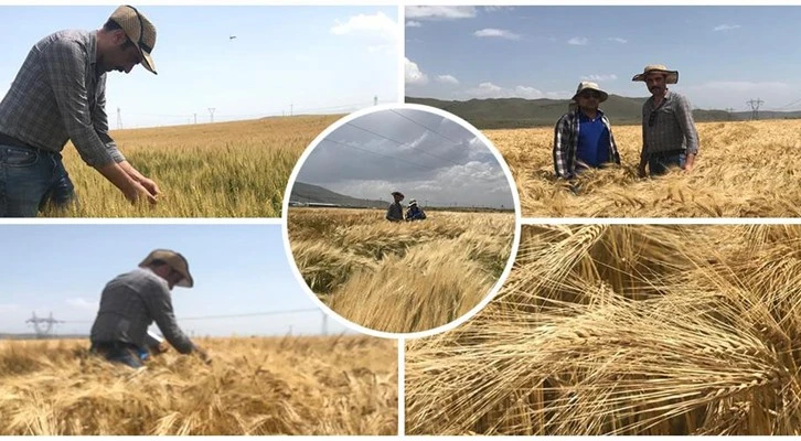 Kayseri’de hububat tohumluk üretim kontrolleri
