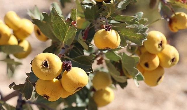 Kayseri'de yabani alıçlar aşılanarak ekonomiye kazandırılacak