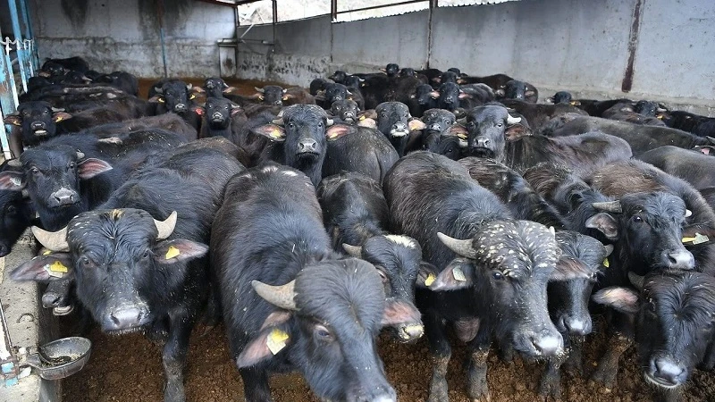 Kayserili üreticilere damızlık manda dopingi