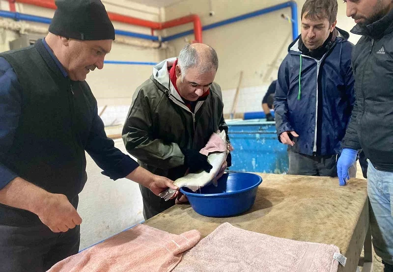 Keban su ürünleri üretim tesisinde 20 milyon yavru alabalık üretildi