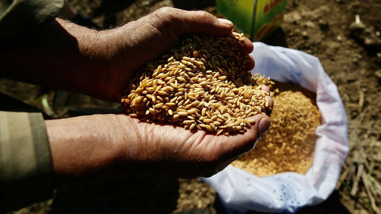 Keban'da çiftçilere yüzde 75 hibeli tohum desteği