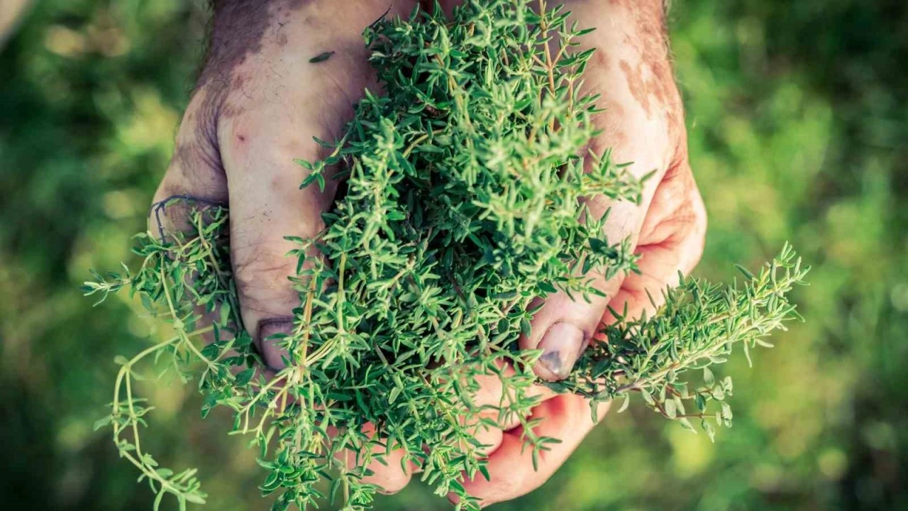 Kekik ihracatında hedef 150 milyon dolar