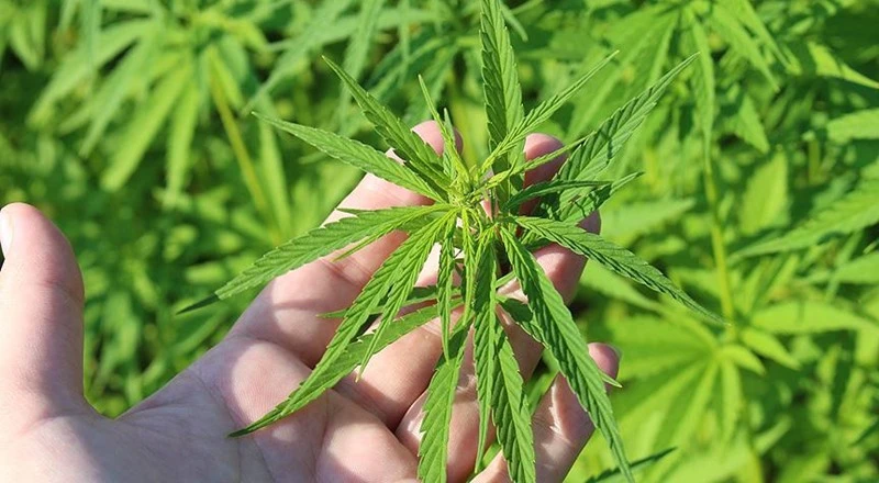 'KENEVİR NASIL YETİŞTİRİLİR' EĞİTİMLERİ BAŞLADI