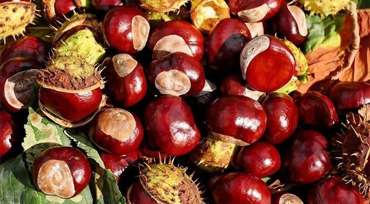 Kestane nerelerde yetişir? İl il en çok kestane yetiştirilen bölgeler