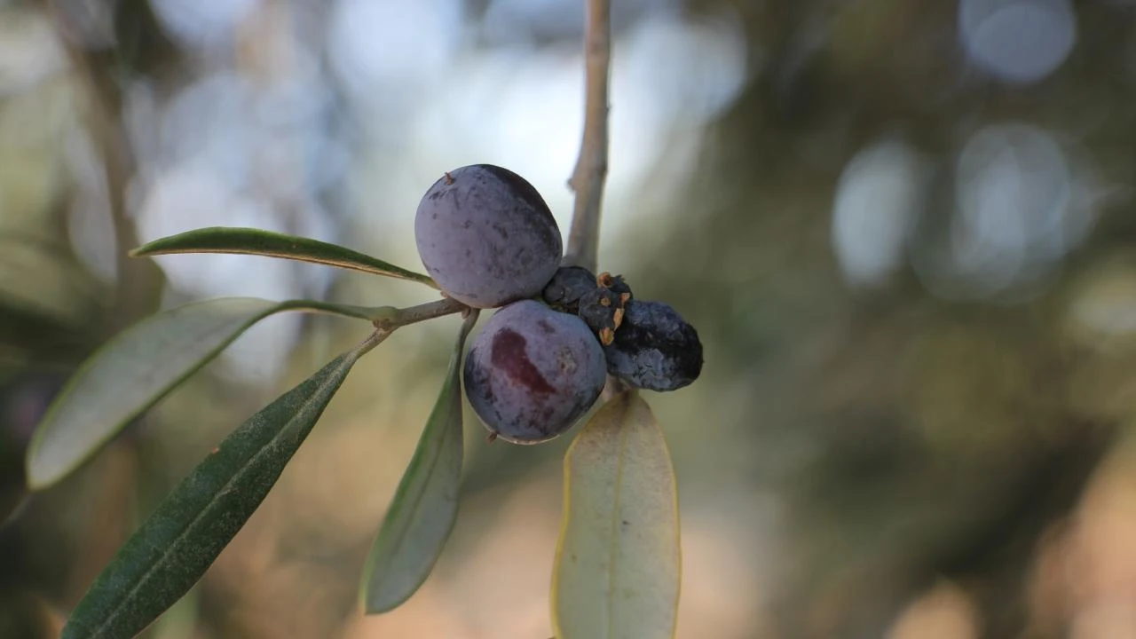 Kilis'te zeytin hasadı başladı