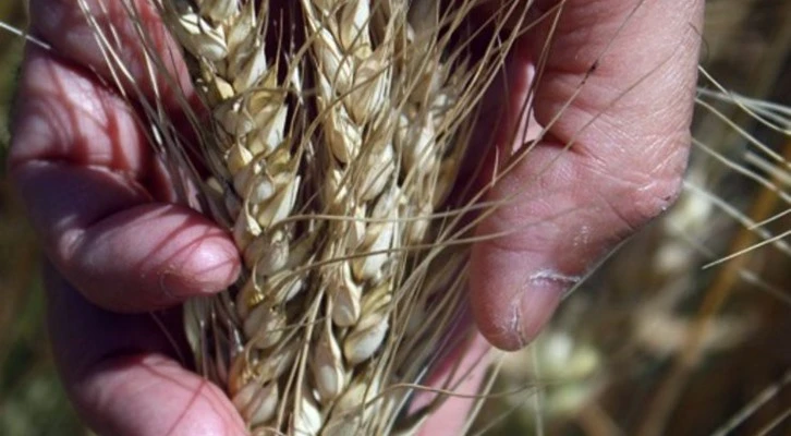 Kırklareli'nde "yerli hububat tohum çeşitleri" toprakla buluşturuldu