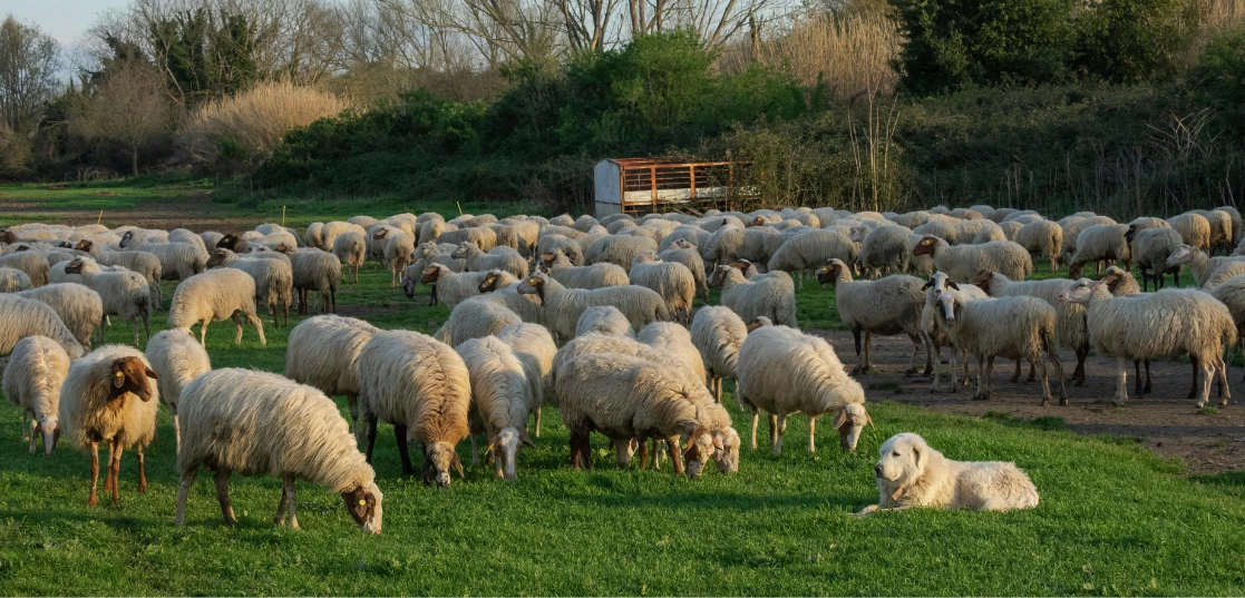 Kırsalda Bereket Küçükbaşa Destek Projesi’nde başvurular başladı