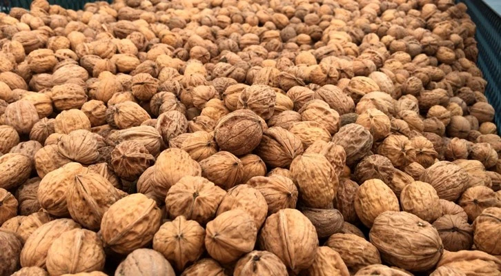 Kırşehir'de ceviz hasadı tamamlandı