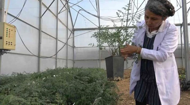 Kışlık sebze tohumunda dışa bağımlık ortadan kalkacak