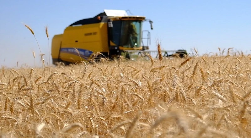 Kızıltepe Ovası’nda buğday hasadı verimli geçiyor