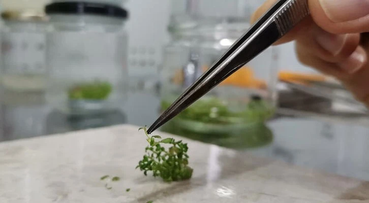 Klonlanan 6 bitki türünden 40 bin fidan