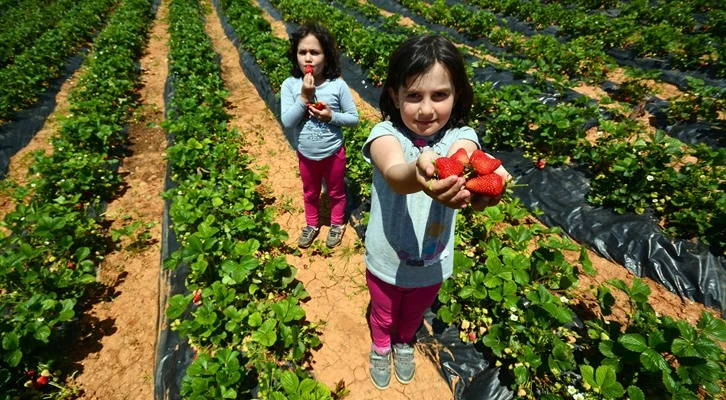 Konya Büyükşehir Belediyesi tarımsal destek başvuruları 7 Ağustos’a uzatıldı