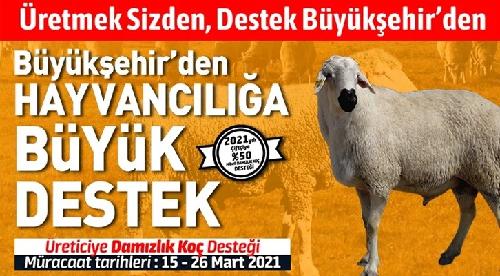 Konya Büyükşehir’den hayvancılığa destek