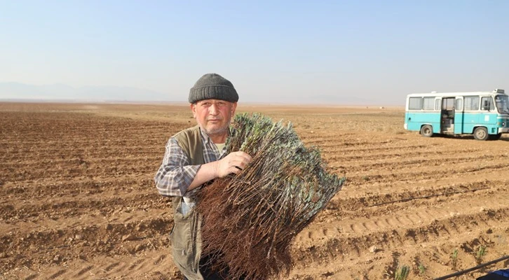 Konya Büyükşehir’in üreticiye lavanta fidesi desteği sürüyor