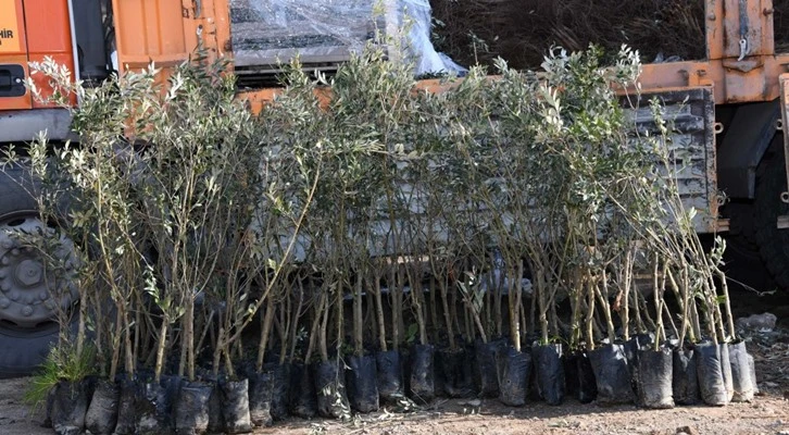 Konya'da zeytin üretimi başlıyor