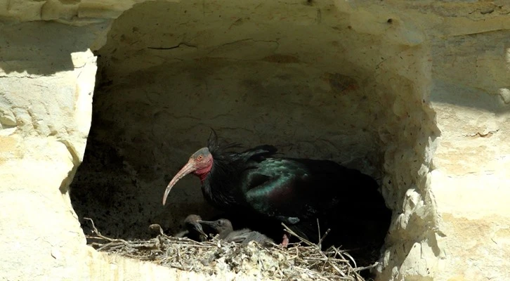 Koruma altındaki Kelaynakların yavruları hayata gözlerini açmaya başladı