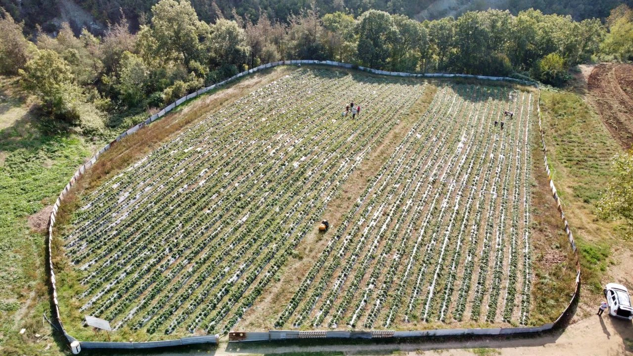 Köyündeki atıl araziyi devlet desteğiyle çilek bahçesine dönüştürdü