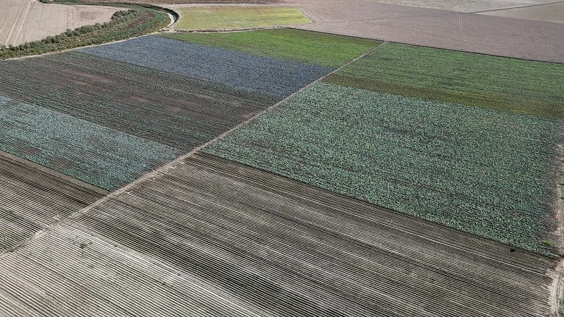 Kuraklığın vurduğu Seyhan Baraj Gölü'nün çevresi tarım arazisi oldu