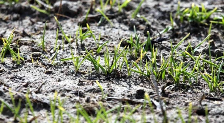 Kuraklıkla birlikte hububat rekoltesinde tehlike