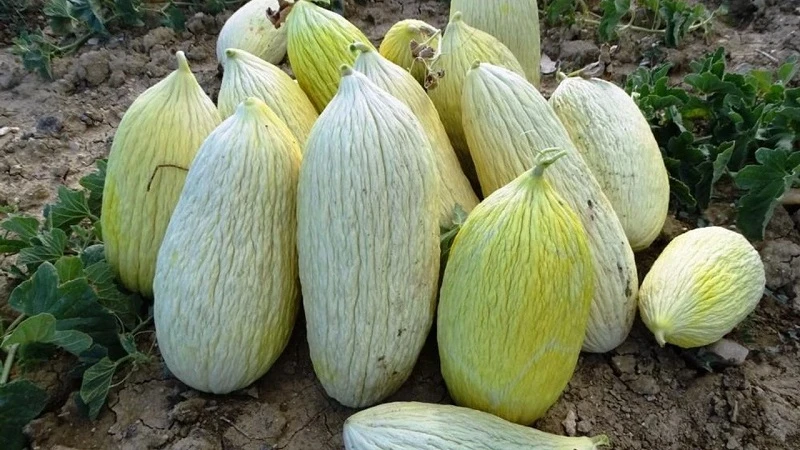 Kütahya'da 'Göncek Kavunu'nun hasadı başladı