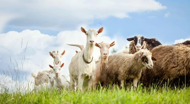 ''Kuzu eti ye koronaya yenilme!''