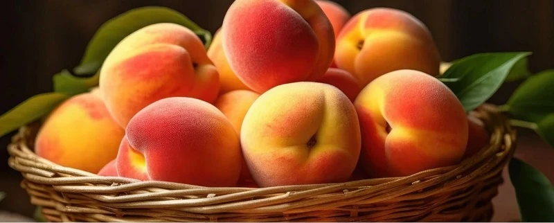 Lapseki’de Şeftali Festivali başlıyor