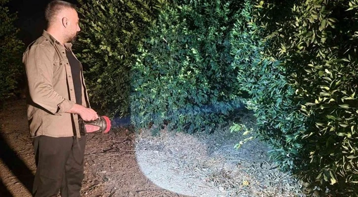 Limon bahçesinde gece gündüz hırsızlık nöbeti