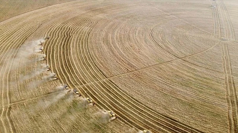 Makarnalık buğday 13 bin 200 lirayı gördü