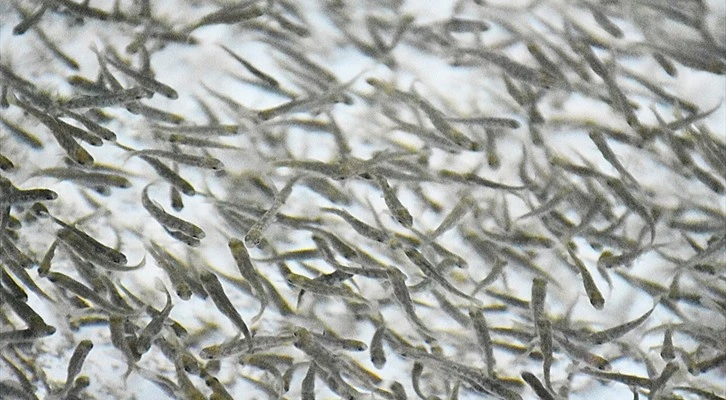 Malatya, balık yavrusu üretimine yöneldi