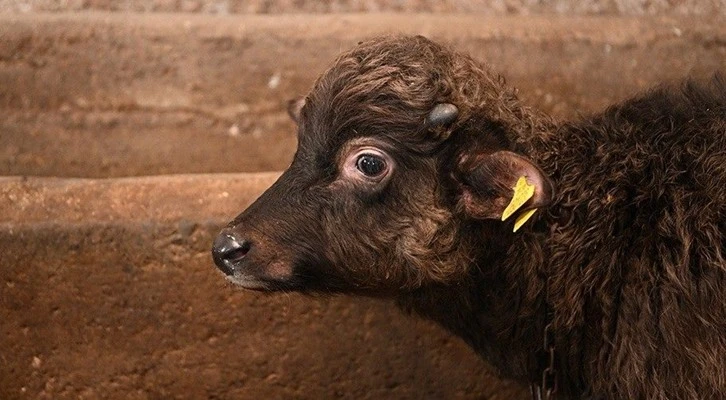 Manda üreticisine aşı desteği