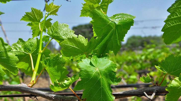 Manisa'nın asma yaprağı tescillendi