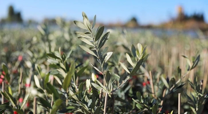Mardin’de 1 milyon fidanın dağıtımına başlandı