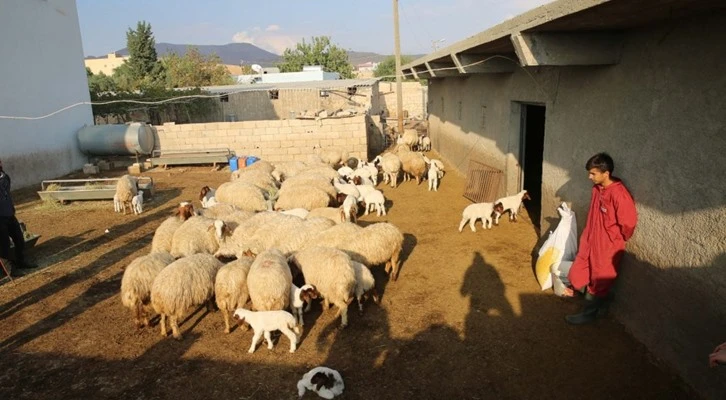 Mardin’de küçükbaş hayvancılıkta yüzde 50 artış