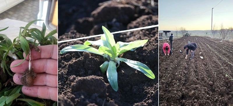 Mardin'de salep fidesi toprakla buluşturuldu